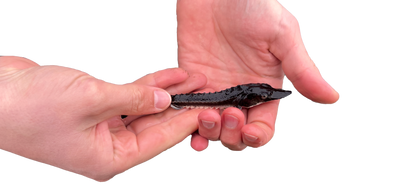 Spotlight: The Beluga Sturgeon