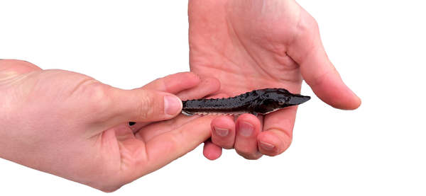 Spotlight: The Beluga Sturgeon